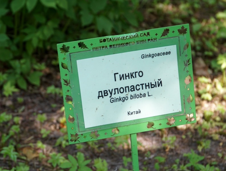  Ботанический сад Петра Великого, Санкт-Петербург, июнь 2019 г.