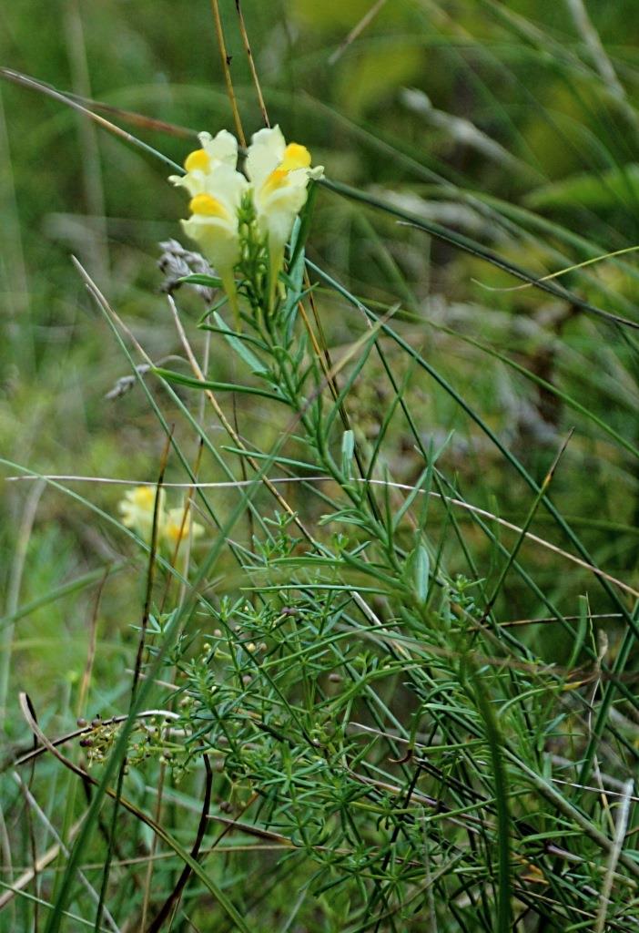 Льнянка (Linaria vulgaris)