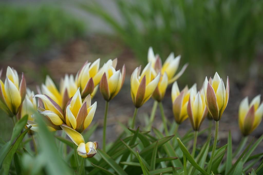 Тюльпан двуцветковый  (лат. Tūlipa biflōra)